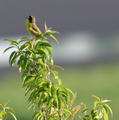 IMG_1056 Common Yellowthroat