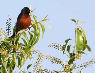 IMG_1074 Orchard Oriole