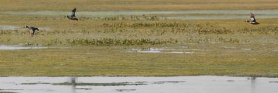 IMG_1137 Blue-winged Teal