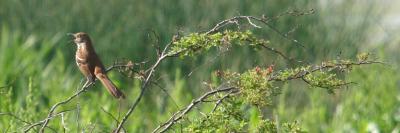 IMG_1139 Brown Thrasher