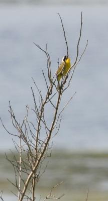 IMG_1153 Common Yellowthroat