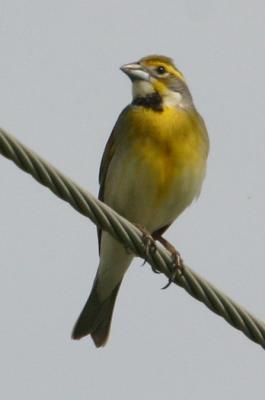 IMG_1196 Dickcissel