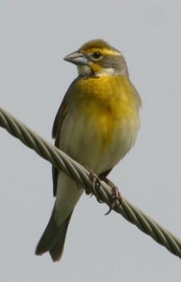 IMG_1198 Dickcissel