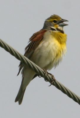 IMG_1199 Dickcissel