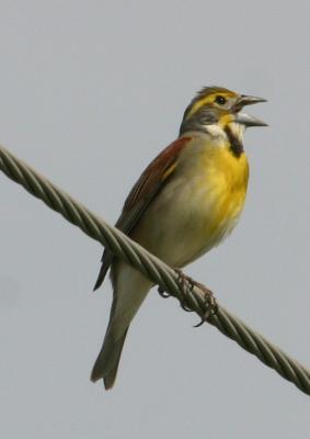 IMG_1201 Dickcissel