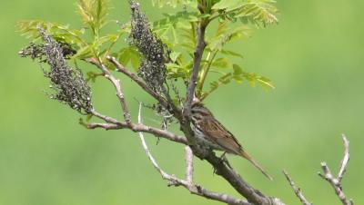 IMG_1227 Song Sparrow (probable)