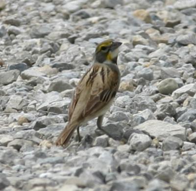IMG_9506 Dickcissel