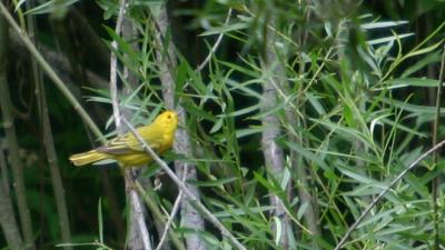 IMG_2205_Yellow Warbler