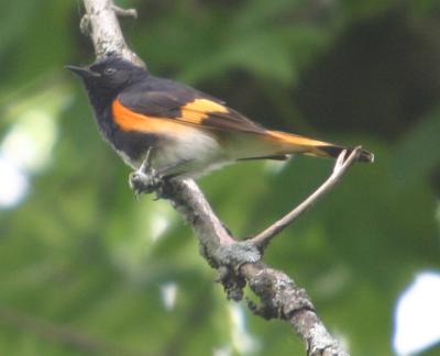 IMG_2301_American Redstart