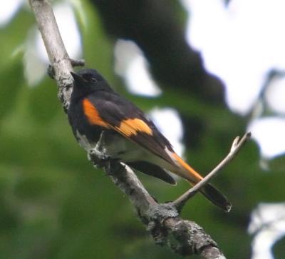 IMG_2317_American Redstart