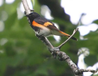 IMG_2320_American Redstart