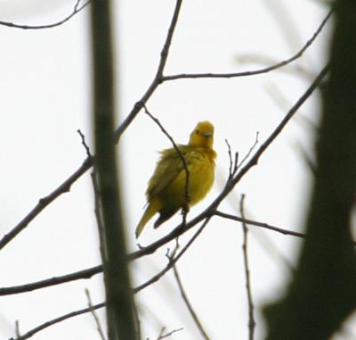 IMG_2325_Yellow Warbler