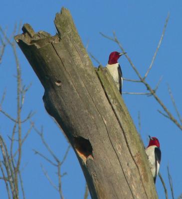 P1020808 Red-headed Woodpecker