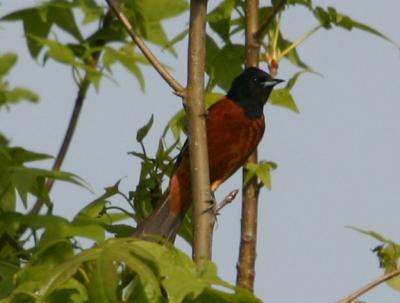 IMG_0300 Orchard Oriole