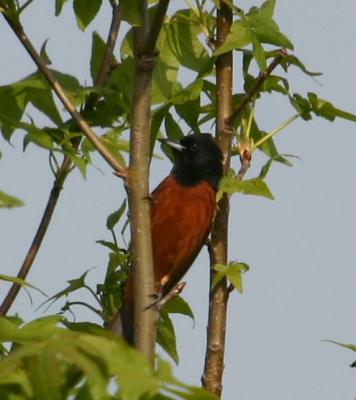 IMG_0302 Orchard Oriole