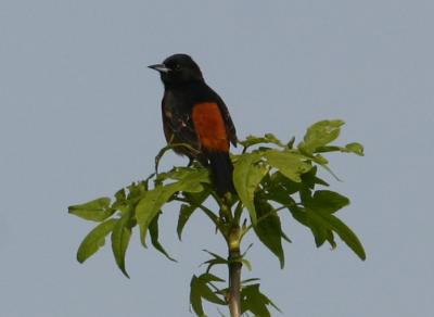 IMG_0319 Orchard Oriole