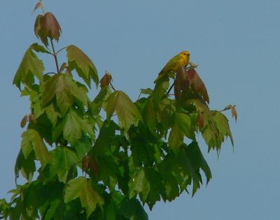 P1020889 Yellow Warbler