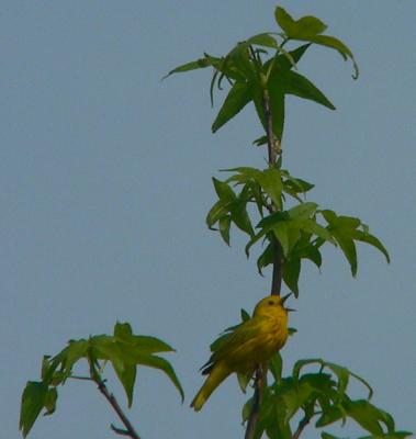 P1020898 Yellow Warbler