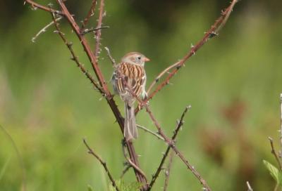 IMG_0365 Field Sparrow