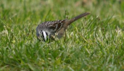 IMG_0366 White-crowned Sparrow