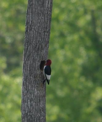 IMG_0377 Red-headed Woodpecker