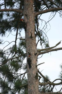 IMG_2379 Pileated Woodpecker