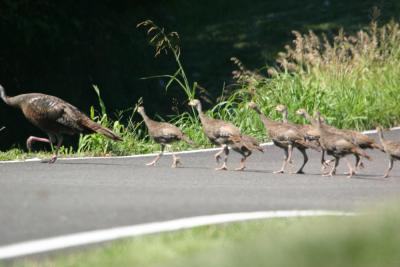 Carrollton, Ky - Southern Indiana