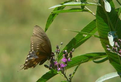 Carrollton, Ky - Southern Indiana
