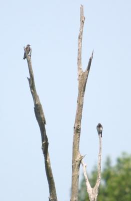 Big Oaks NWR