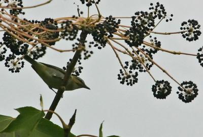 IMG_3118 Red-eyed Vireo?