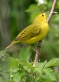 IMG_9524 Yellow Warbler