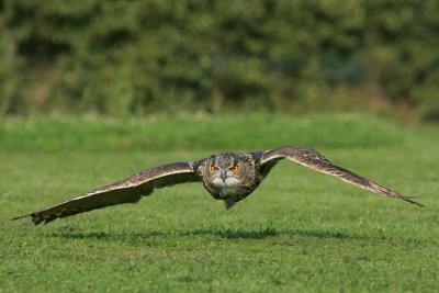 European Eagle Owl (captive)