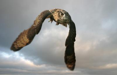 European Eagle Owl (captive)