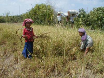 Dry Rice Harvesting