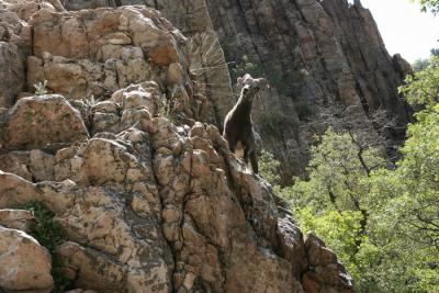 Climbing buddy 01