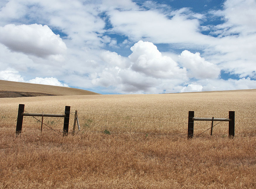 Wheatfield 2