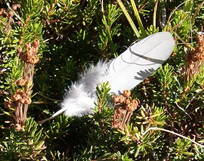 Found Feather