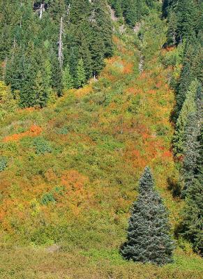 Autumn Mountainside