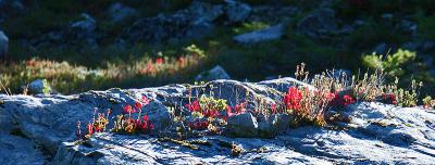 Red on Rock