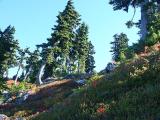Meadow View 1