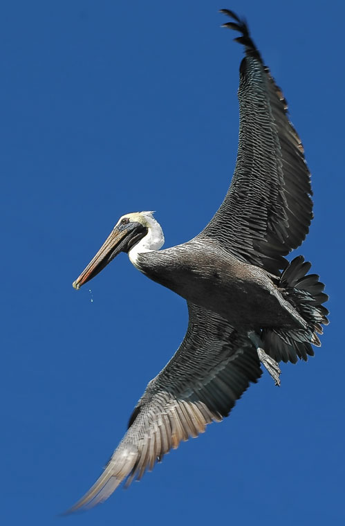 brown pelican in flight