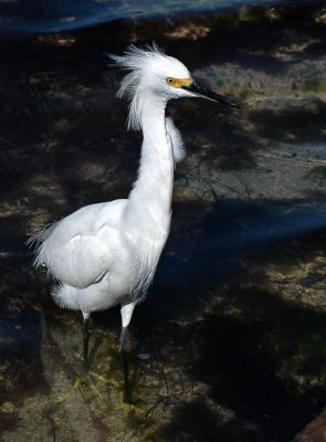 snowy egret