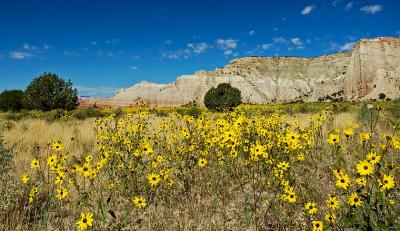 wild flowers