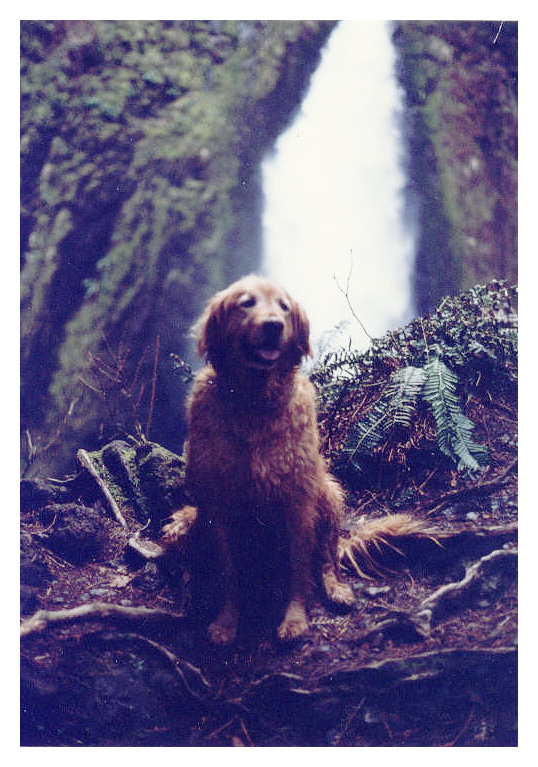 Golden in the woods