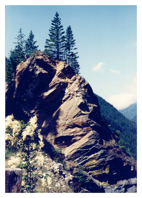 mountain pieris