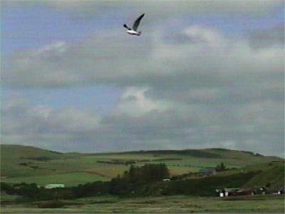 gull over Garvin Bay