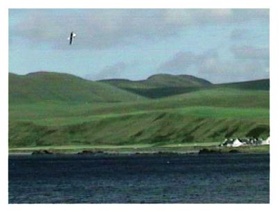gull over green hills