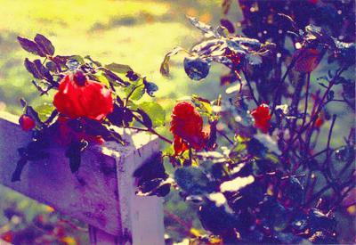 v3/52/514552/3/44821149.roses_1_lt.jpg