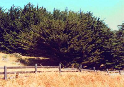 Monterey cypress