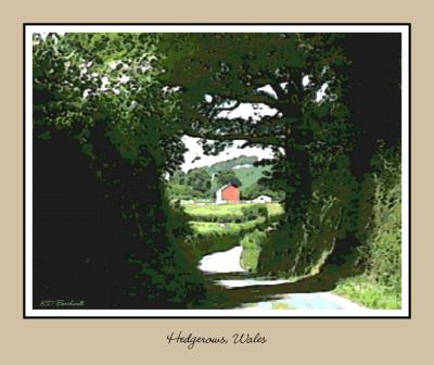 hedgerows